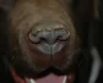 Nasale Parakeratose des Labrador Retrievers