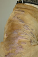 Haarausfall und Krusten auf dem Rücken eines Hundes mit Pyodermie